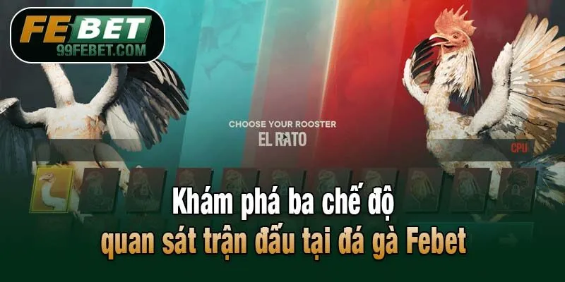 Khám phá ba chế độ quan sát trận đấu tại đá gà Febet