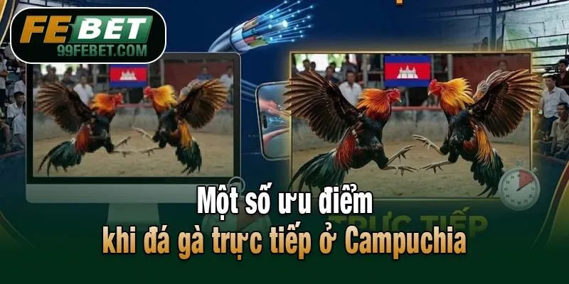 Một số ưu điểm khi đá gà trực tiếp ở Campuchia
