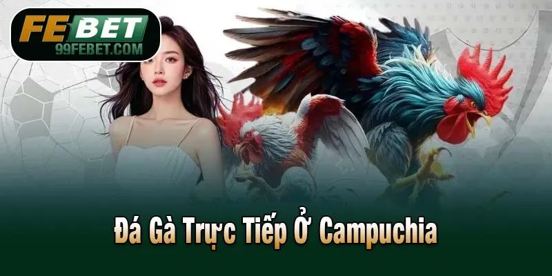 Đá Gà Trực Tiếp Ở Campuchia