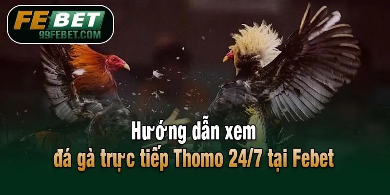 Hướng dẫn xem đá gà trực tiếp Thomo 24/7 tại Febet