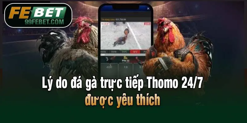 Lý do đá gà trực tiếp Thomo 24/7 được yêu thích