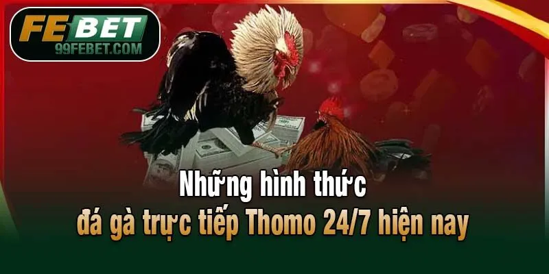 Những hình thức đá gà trực tiếp Thomo 24/7 hiện nay