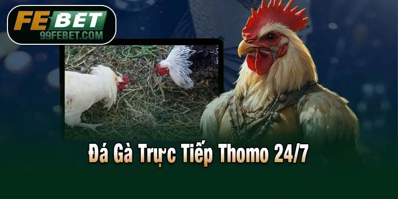 Đá Gà Trực Tiếp Thomo 24/7